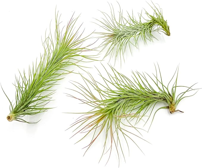 Air Plants - Tillandsia Funckiana, Large 5" - 3ct - Live Arrival Guaranteed - House Plants for Home Decor &amp; Gift