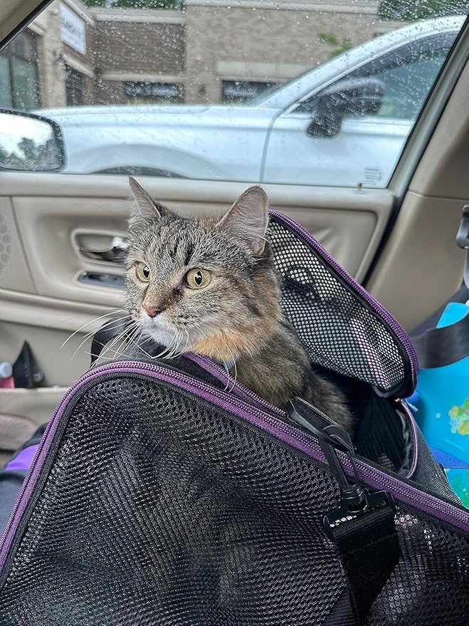petisfam Soft Pet Carrier for Large and Medium Cats, 2 Kitties, Small Dogs. Easy to Get Cat in, Great for Cats That Don&