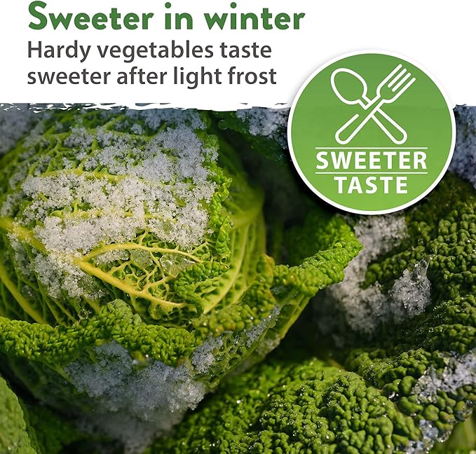 HOME GROWN 12 Winter Vegetable Seeds 𝗡𝗢𝗡-𝗚𝗠𝗢 Heirloom,Fall &amp; Winter Vegetable Seeds for Planting Home Garden: Bean, Beet, Broccoli, Cabbage, Carrot, Cauliflower, Kale,Parsnip,Squash,Chard &amp; More
