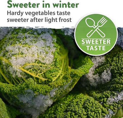 HOME GROWN 12 Winter Vegetable Seeds 𝗡𝗢𝗡-𝗚𝗠𝗢 Heirloom,Fall &amp; Winter Vegetable Seeds for Planting Home Garden: Bean, Beet, Broccoli, Cabbage, Carrot, Cauliflower, Kale,Parsnip,Squash,Chard &amp; More