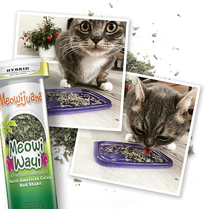 Meowijuana Pickle Bundle | Get Kickin&