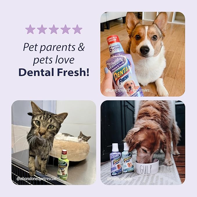 Dental Fresh Advanced Plaque and Tartar Water Additive, 32oz – Dog Teeth Cleaning Formula to Freshen Breath and Improve Cat &amp; Dog Dental Care