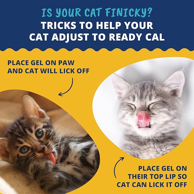 Under the Weather Pet | Ready Cal for Kitten | High Calorie Pet Nutritional Supplement for Weight Gain &amp; Healthy Weight Maintenance | 10 Vitamins, 7 Minerals, Omega Fatty Acids &amp; Carbohydrates | 80cc