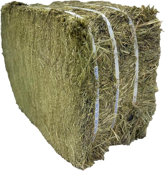 Blue Mountain Hay High-Altitude Teff Grass Hay, 50lb Easy Flake Box - Low NSC &amp; High Fiber for Easy Digestion and Weight Management - Ideal for Horses, Goats, Rabbits, Guinea Pigs &amp; Other Small Pets