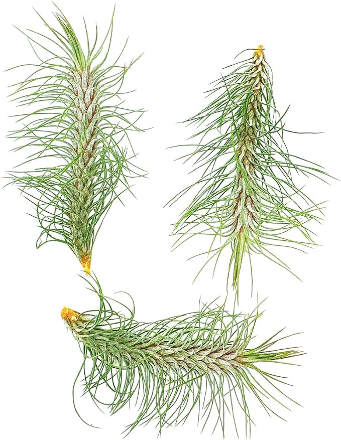 Air Plants - Colombian Tillandsia Funckiana, Large 5" - 3ct - Live Arrival Guaranteed - House Plants for Home Decor &amp; Gift