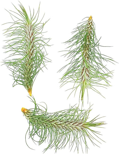 Air Plants - Colombian Tillandsia Funckiana, Large 5" - 3ct - Live Arrival Guaranteed - House Plants for Home Decor &amp; Gift
