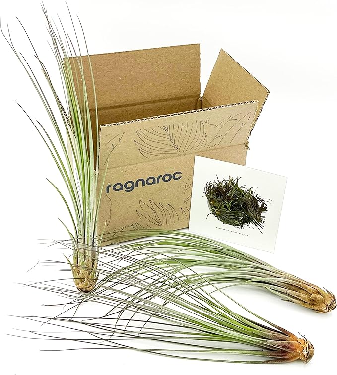 Air Plants - Tillandsia Juncea, Jumbo 8-12" - 3ct - Live Arrival Guaranteed - House Plants for Home Decor &amp; Gift