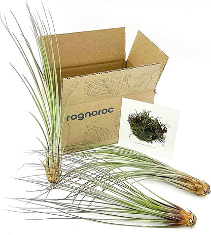 Air Plants - Tillandsia Juncea, Jumbo 8-12" - 3ct - Live Arrival Guaranteed - House Plants for Home Decor &amp; Gift