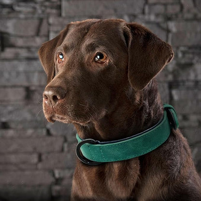 Didog Soft Padded Leather Dog Collar, Breathable Heavy Duty Dog Collar Leather with Adjustable Rust-Proof Metal Buckle for Small Medium Large Dogs, Green, M: Total length 16&