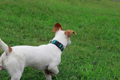 Mikivery Nylon Dog Collar with Quick Release Buckle Soft Adjustable Sturdy for Small Medium Large Dogs Teal,L
