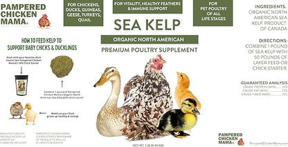 Organic Kelp for Chickens &amp; Duck Feed (1 Pound): Chicken Vitamins | Chicken Supplements | Vitamins for Chickens | Pampered Chicken Mama