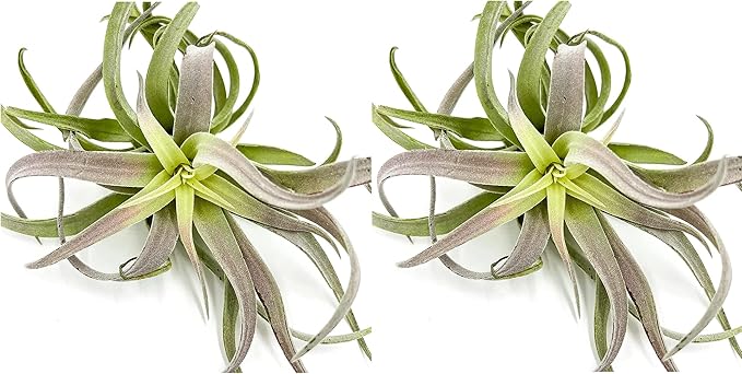 Air Plants - Tillandsia Cacticola, Jumbo 6-9" - 2ct - Live Arrival Guaranteed - House Plants for Home Decor &amp; Gift