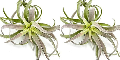 Air Plants - Tillandsia Cacticola, Jumbo 6-9" - 2ct - Live Arrival Guaranteed - House Plants for Home Decor &amp; Gift