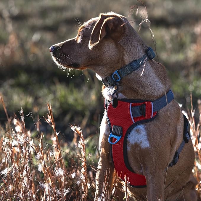Embark Adventure Dog Harness, Reflective Trim No Pull Dog Harnesses for Small Sized Dogs - Military Grade Nylon, Front Clip with Gel Lined Handle. Soft &amp; Padded Puppy