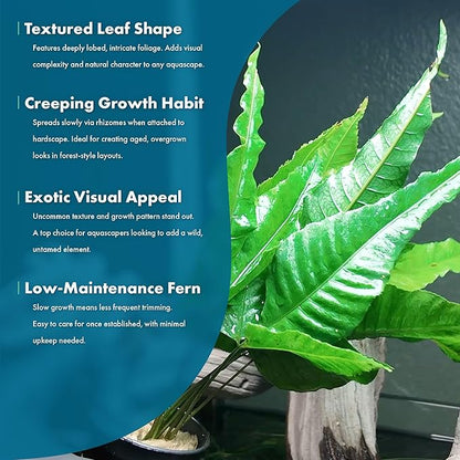 Live Plants - El Niño Fern (Bolbitis heteroclita) - Midground to Background Epiphytic Rhizome for Low to Medium Light Aquascapes - Dark Green, Slow-Growing Accent - Pot