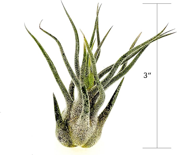Air Plants - Tillandsia Pruinosa, Large 3-5" - 2ct - Live Arrival Guaranteed - House Plants for Home Decor &amp; Gift