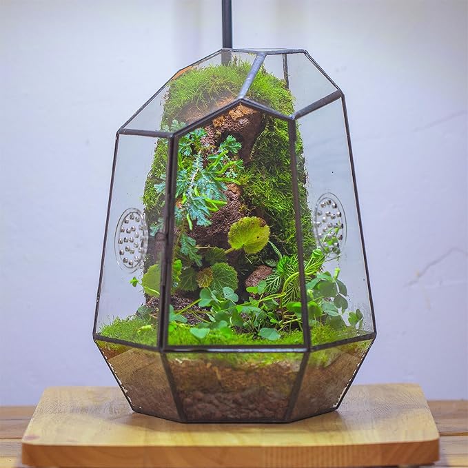 NCYP Closed Geometric Glass Enclosure with Front Opening Door &amp; 2 Vent Holes for Insects, Succulent, Cacti - 7.9"x6.9"x9.8" Black Irregular Terrarium Planter - Home Garden Tabletop Decor (No Plants)