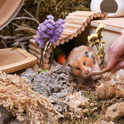Niteangel Hamster Snack &amp; Treats Toy - Small Animal Natural Treat for Dwarf Syrian Robo Hamsters Gerbils Mice Lemmings Degus or Other Small-Sized Pets