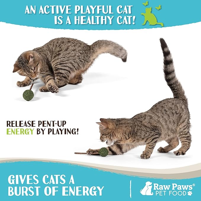 Raw Paws Catnip &amp; Silvervine Lollipops Interactive Cat Toy (6 Pack) - Silvervine Sticks for Cats - Catnip Ball Toy - Fresh Cat Nip - Silver Vine Dental Sticks