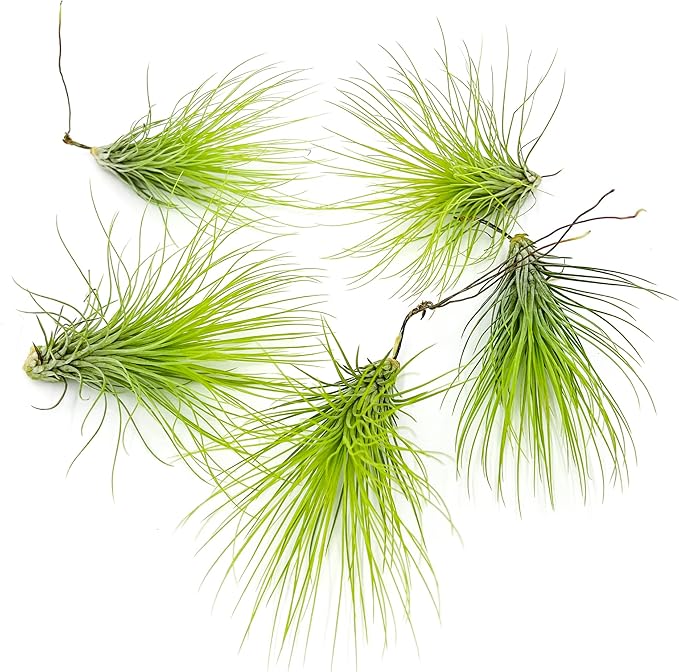 Air Plants - Tillandsia Andreana, Large 4-6" - 5ct - Live Arrival Gauranteed - House Plants for Home Decor &amp; Gift