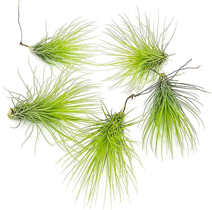 Air Plants - Tillandsia Andreana, Large 4-6" - 5ct - Live Arrival Gauranteed - House Plants for Home Decor &amp; Gift