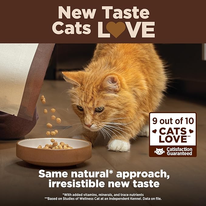 Wellness CORE+ Adult Dry Cat Food for Indoor and Outdoor Cats, Wholesome Grains, Natural, Digestive Health Salmon &amp; Rice (5 Pound Bag)