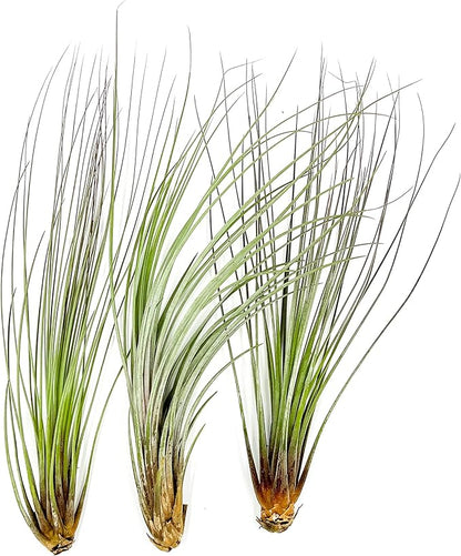 Air Plants - Tillandsia Juncea, Jumbo 8-12" - 3ct - Live Arrival Guaranteed - House Plants for Home Decor &amp; Gift