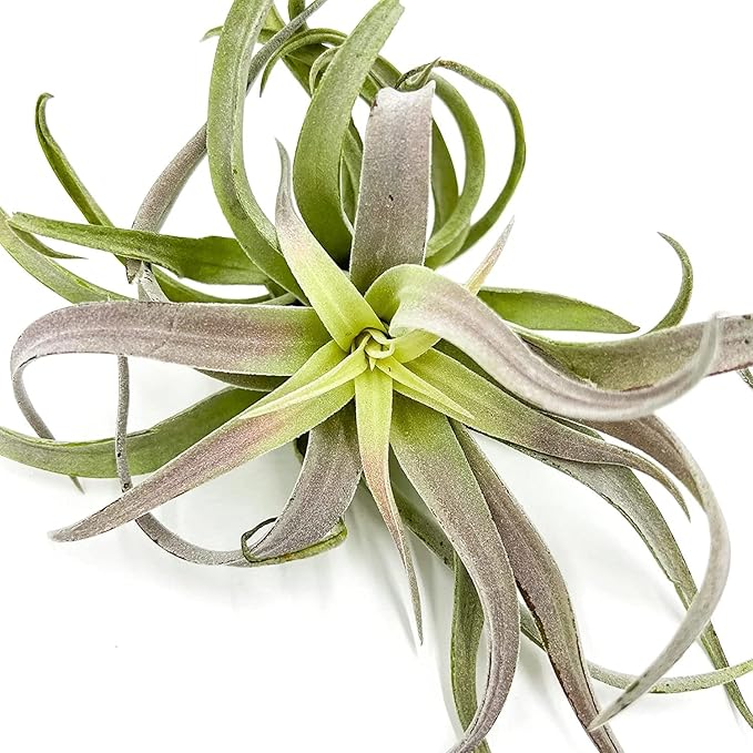 Air Plants - Tillandsia Cacticola, Jumbo 6-9" - 5ct - Live Arrival Guaranteed - House Plants for Home Decor &amp; Gift