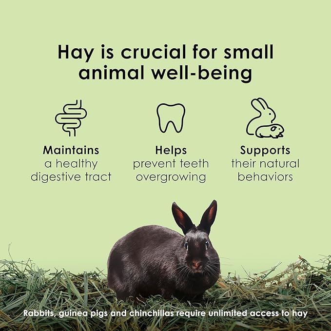 Kaytee Timothy Hay, High Fiber, Grown Specifically for Small Animals, Rabbits, Guinea Pigs, Chinchillas, 48 Ounces
