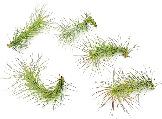 Air Plants - Tillandsia Funckiana, Large 5" - 5ct - Live Arrival Guaranteed - House Plants for Home Decor &amp; Gift