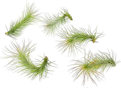 Air Plants - Tillandsia Funckiana, Large 5" - 5ct - Live Arrival Guaranteed - House Plants for Home Decor &amp; Gift