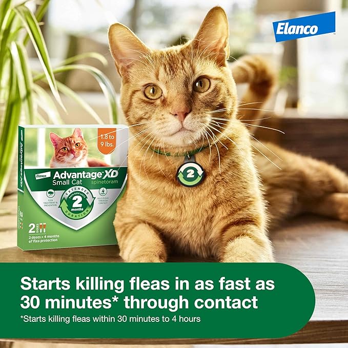 Advantage XD Small Cat Flea Prevention &amp; Treatment For Cats 1.8-9lbs. | 2-Topical Doses, 2-Months of Protection Per Dose