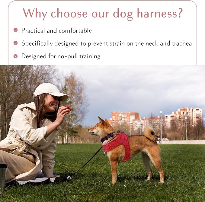 Comfort fit Step-in Dog &amp; Puppy Harness - Comfortable All Weather Dog Vest Harness: Adjustable, Soft Padded, Easy to Put-on for Small, Medium-Sized Dogs.