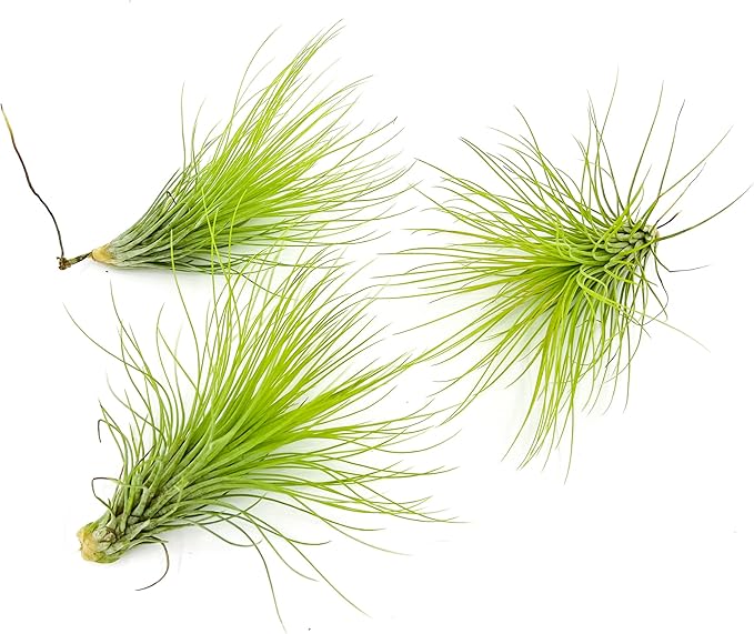 Air Plants - Tillandsia Andreana, Large 4-6" - 3ct - Live Arrival Gauranteed - House Plants for Home Decor &amp; Gift