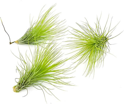 Air Plants - Tillandsia Andreana, Large 4-6" - 3ct - Live Arrival Gauranteed - House Plants for Home Decor &amp; Gift