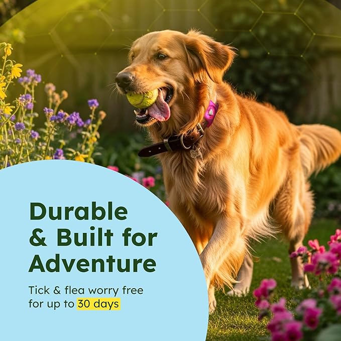 BugMD Paw Guardian Flea &amp; Tick Pendant (2-Pack) with AirTag Holder – Plant-Based Flea &amp; Tick Prevention for Dogs – Pet Collar Tag &amp; GPS Tracker Holder for Dogs – Pink