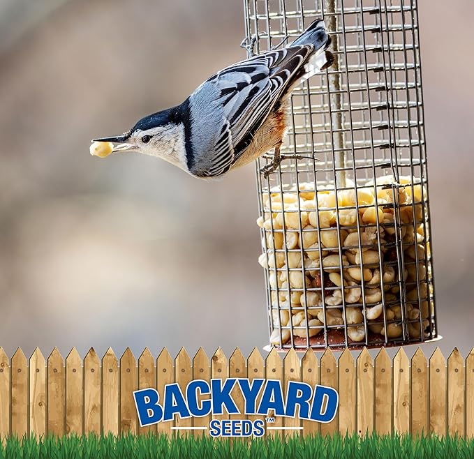 CountryMax Backyard Seeds Shelled Whole Peanuts for Woodpeckers, Birds, Squirrels &amp; Wildlife – Premium Wild Animal Food, 10 lbs Bag