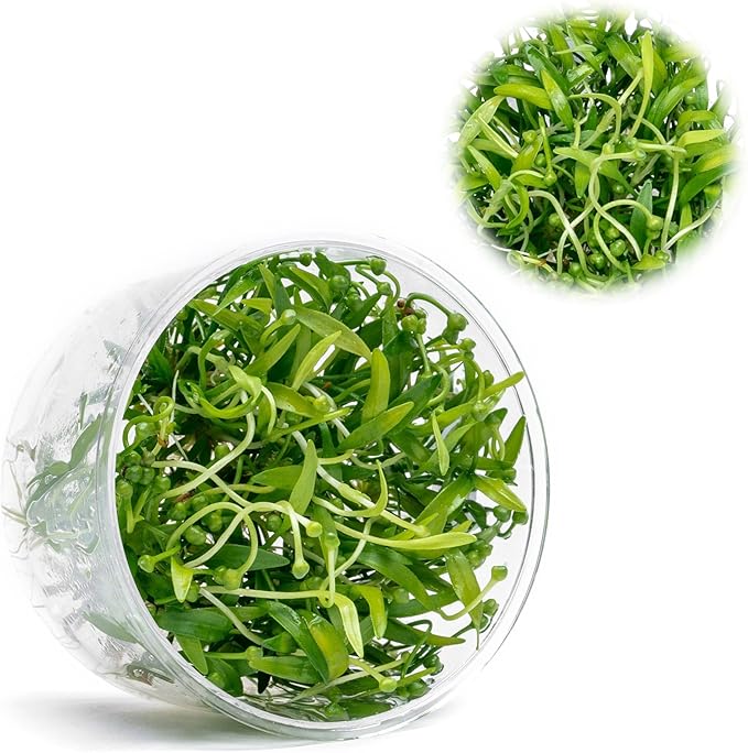 Ultum Nature Systems Live Tissue Culture - Helanthium tenellum &