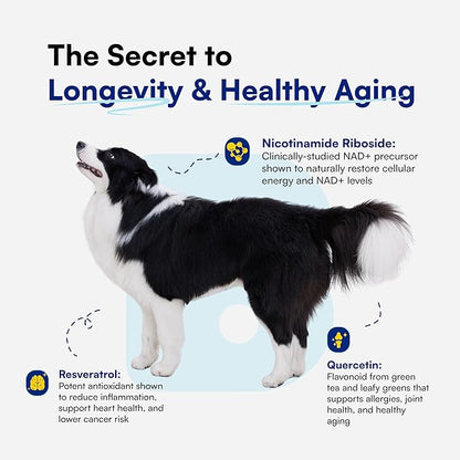 NAD+ Precursor &amp; Senior Dog Supplement - 90 Soft Chews &amp; Vitamins - NMN Alternative for Longevity, Anti-Aging &amp; Energy - Nicotinamide Riboside, Resveratrol, Quercetin, Made with Pasture-Raised Chicken