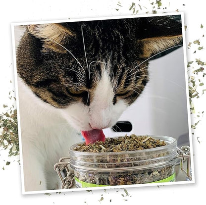 Meowijuana Catnibas Catnip Pawty Mix Jar | Premium Cat Nip for Cats with Silvervine, Passion Flower, Chamomile, Dandelion &amp; Valerian Root | High Potency Catnip | 60g