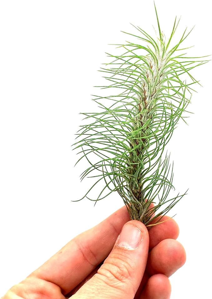 Air Plants - Colombian Tillandsia Funckiana, Large 5" - 2ct - Live Arrival Guaranteed - House Plants for Home Decor &amp; Gift