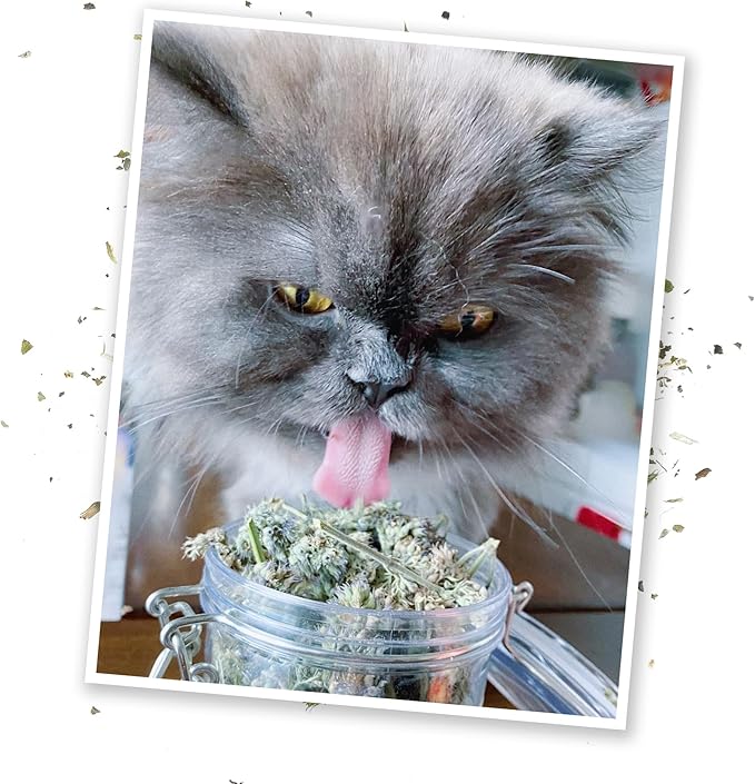 Meowijuana | Dried Catnip Buds Jar | Premium Organic Catnip | Grown in North America | Perfect for Cat Toys | Fresh Catnip for Extended Playtime | Elevate Your Cat&