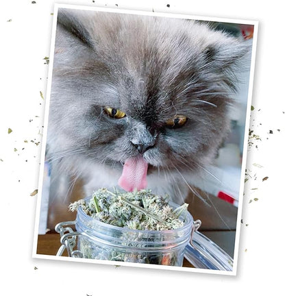 Meowijuana | Dried Catnip Buds Jar | Premium Organic Catnip | Grown in North America | Perfect for Cat Toys | Fresh Catnip for Extended Playtime | Elevate Your Cat&