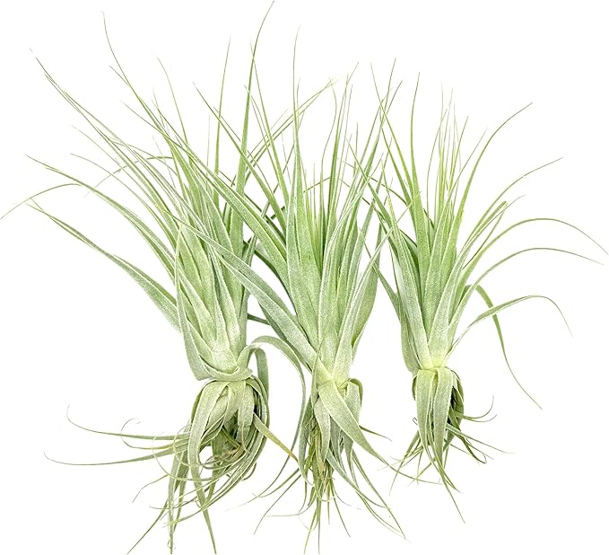 Live Air Plant - Tillandsia Gardneri 5-7” - 3ct - ragnaroc Rare Collectors Indoor Tropical Plant - Live Arrival Guaranteed - House Plants for Home Decor &amp; Gift