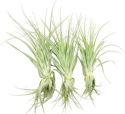 Live Air Plant - Tillandsia Gardneri 5-7” - 3ct - ragnaroc Rare Collectors Indoor Tropical Plant - Live Arrival Guaranteed - House Plants for Home Decor &amp; Gift