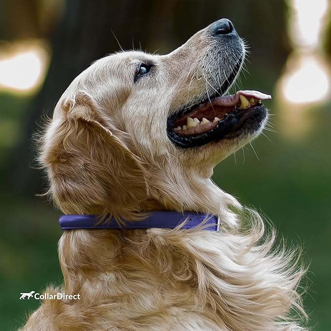 CollarDirect Rolled Leather Dog Collar, Soft Padded Round Puppy Collar, Handmade Genuine Leather Collar Dog Small Large Cat Collars 13 Colors (6-7 Inch, Purple Textured)