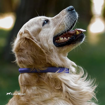 CollarDirect Rolled Leather Dog Collar, Soft Padded Round Puppy Collar, Handmade Genuine Leather Collar Dog Small Large Cat Collars 13 Colors (13-16 Inch, Purple Textured)