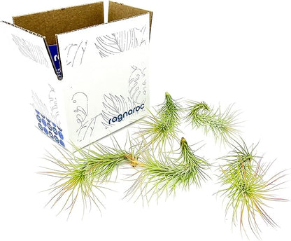 Air Plants - Tillandsia Funckiana, Large 5" - 5ct - Live Arrival Guaranteed - House Plants for Home Decor &amp; Gift