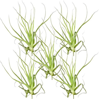 Air Plants - Tillandsia Straminea Jumbo 6-9" - 5ct - Live Arrival Guaranteed - House Plants for Home Decor &amp; Gift