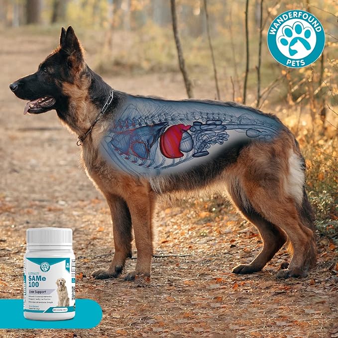 Wanderfound Pets Same 100 Liver Support for Dogs - Same S-Adenosyl-L-Methionine Hepatic Supplement for Liver &amp; Brain Support - Bacon Flavored Sam E, Manufactured in The USA - 30 Chewable Tablets